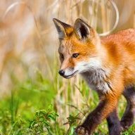 RainbowFox